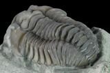 Flexicalymene Trilobite - Mt Orab, Ohio #133904-5